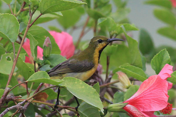 Olive-Backed Sunbird